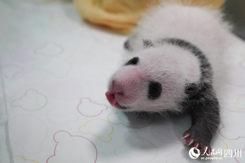 Anak Kembar Panda Duta Aba, Sichuan