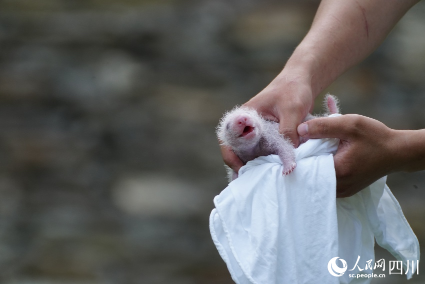 Anak Kembar Panda Duta Aba, Sichuan