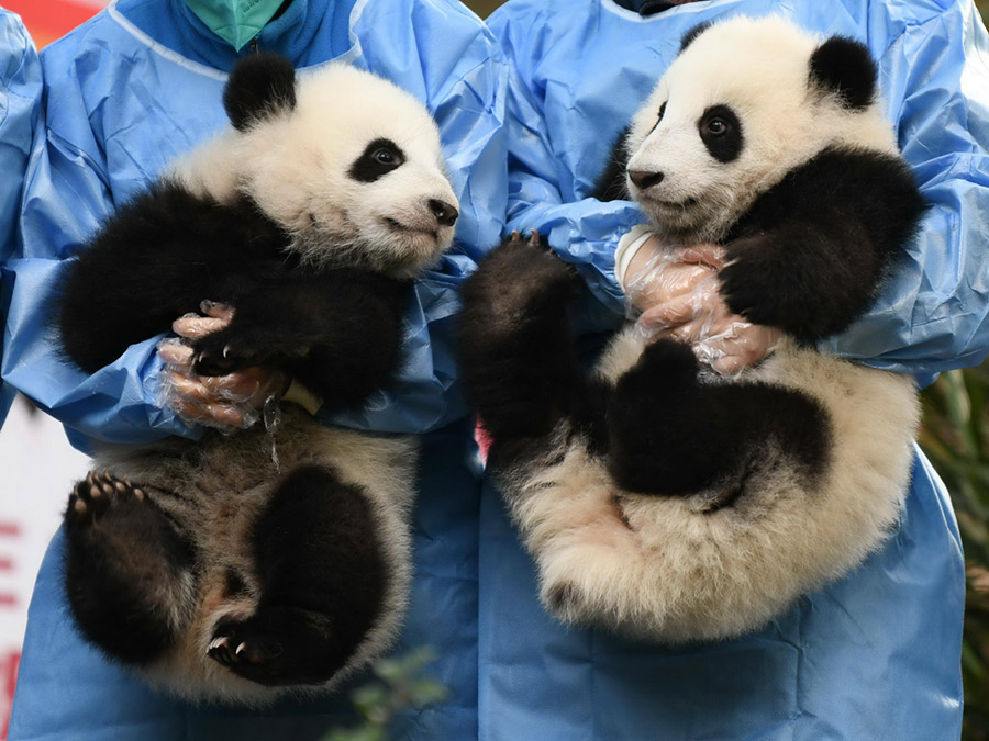 Anak Panda Temu Pelawat menjelang Tahun Baharu