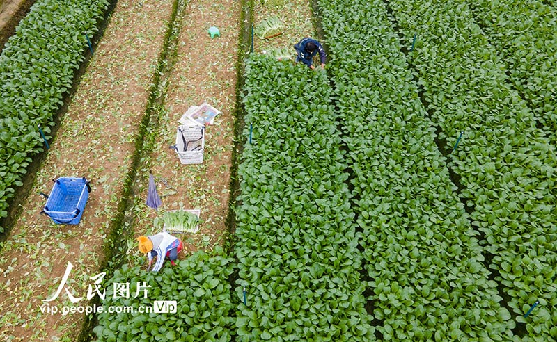 Petani Hainan Sibuk Petik Sayur di Tengah Musim Sejuk