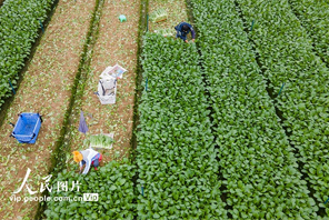 Petani Hainan Sibuk Petik Sayur di Tengah Musim Sejuk