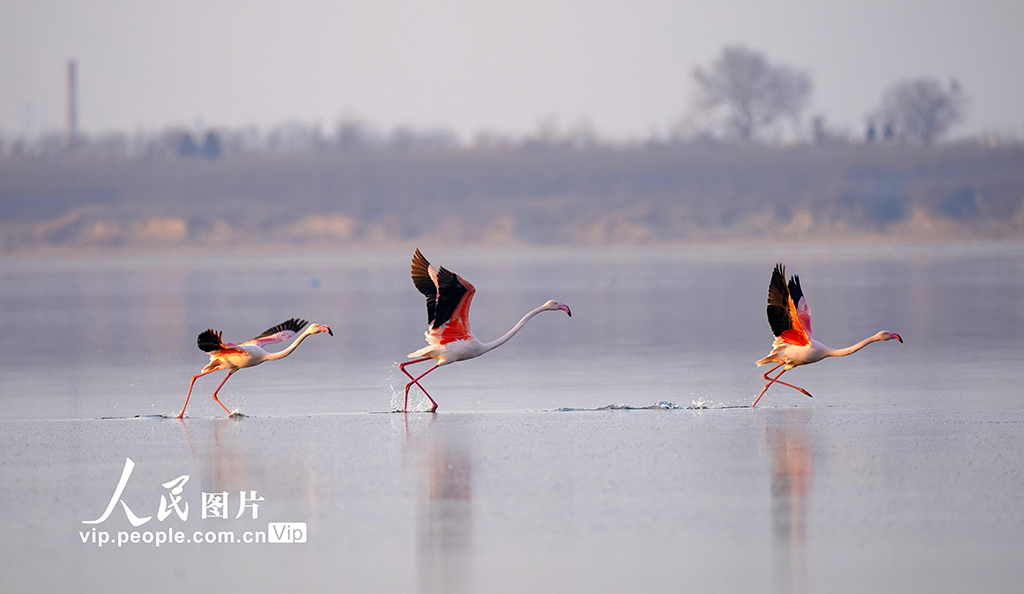 Burung Flamingo Singgah di Tasik Yanhu, Shanxi