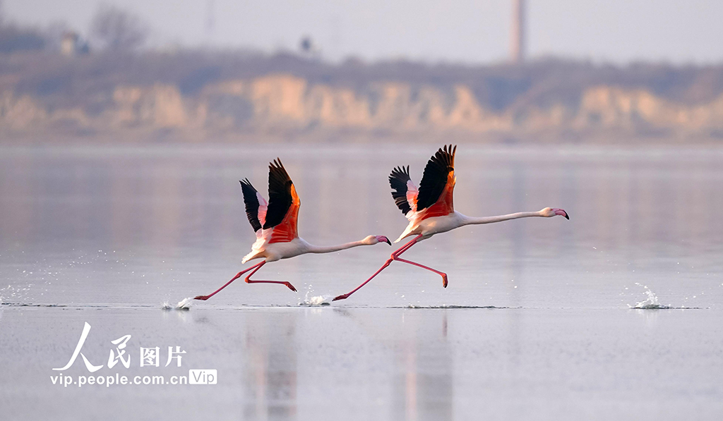 Burung Flamingo Singgah di Tasik Yanhu, Shanxi