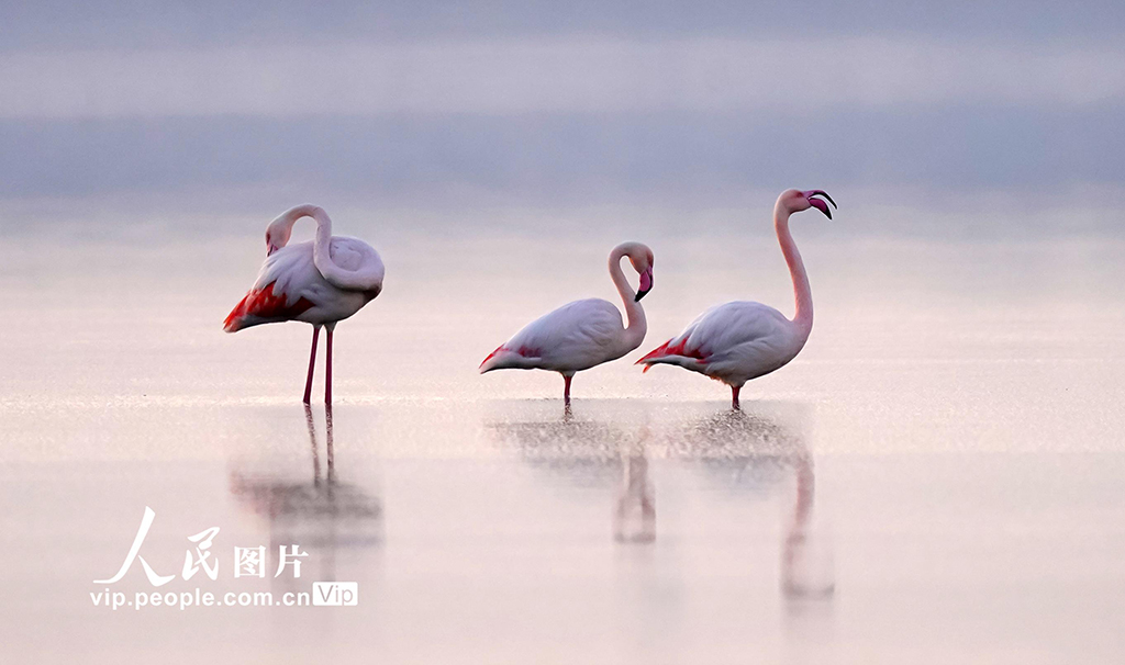 Burung Flamingo Singgah di Tasik Yanhu, Shanxi