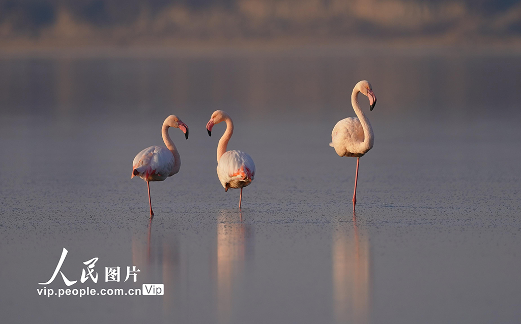 Burung Flamingo Singgah di Tasik Yanhu, Shanxi