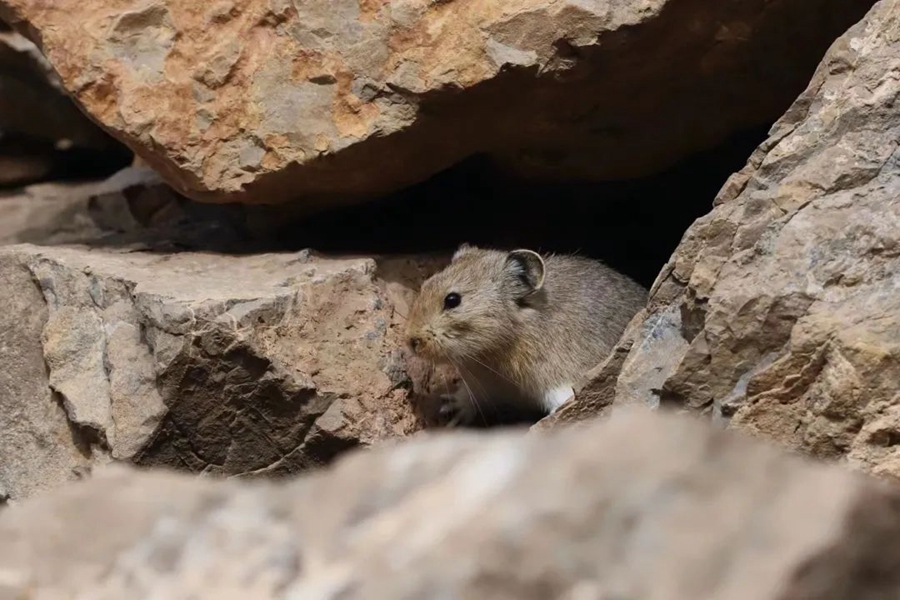 Pika Helan-Shan Ditemui Semula di Ningxia