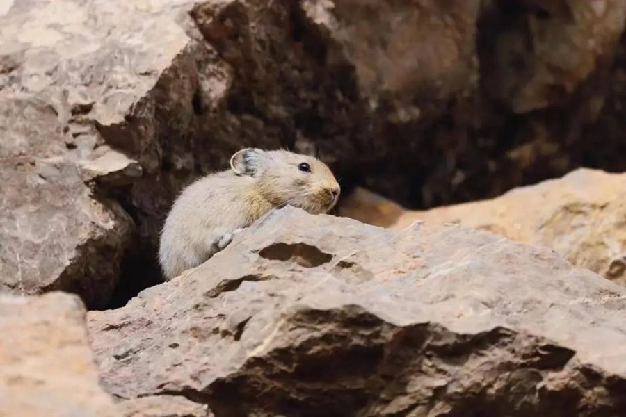 Pika Helan-Shan Ditemui Semula di Ningxia