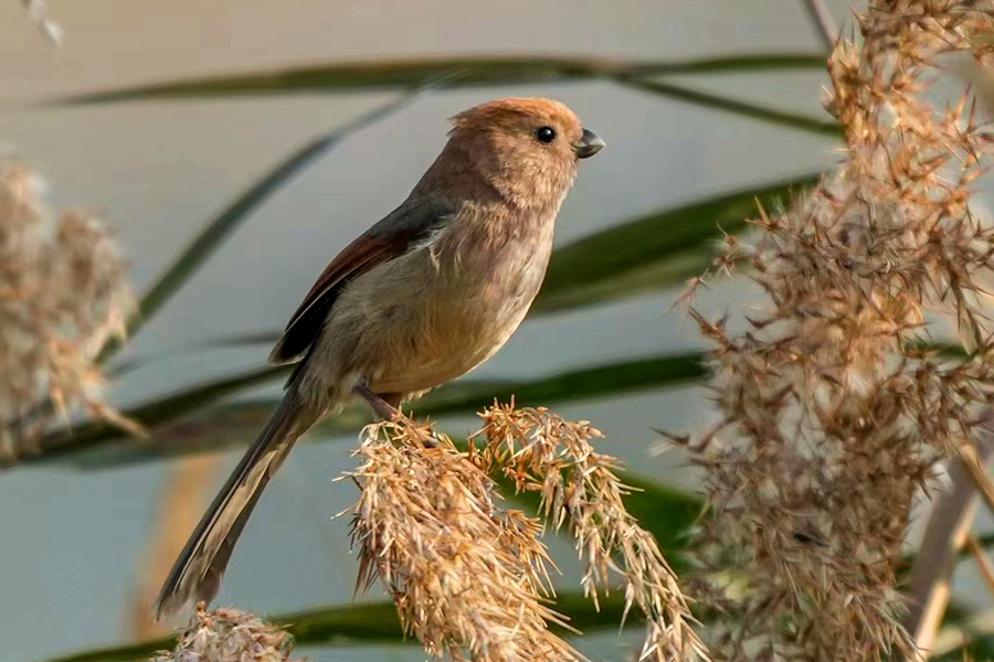 Parrotbill Kepala Coklat, Camar Biasa Ditemui Pertama Kali di Xiamen