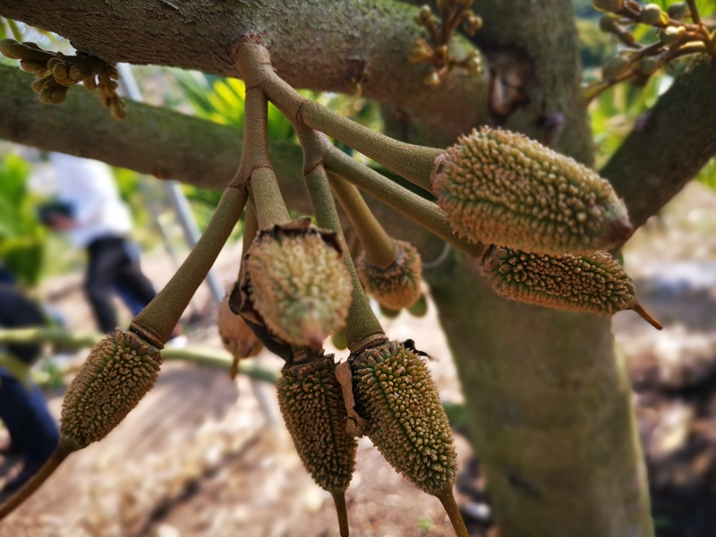 Spesies Durian Baharu Berjaya Berbuah di Sanya