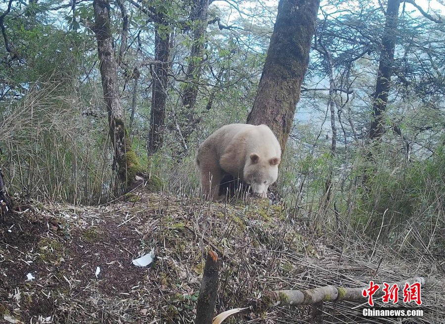 Foto Muka Penuh Satu-satunya Panda Putih