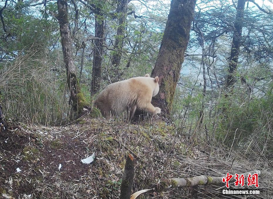 Foto Muka Penuh Satu-satunya Panda Putih