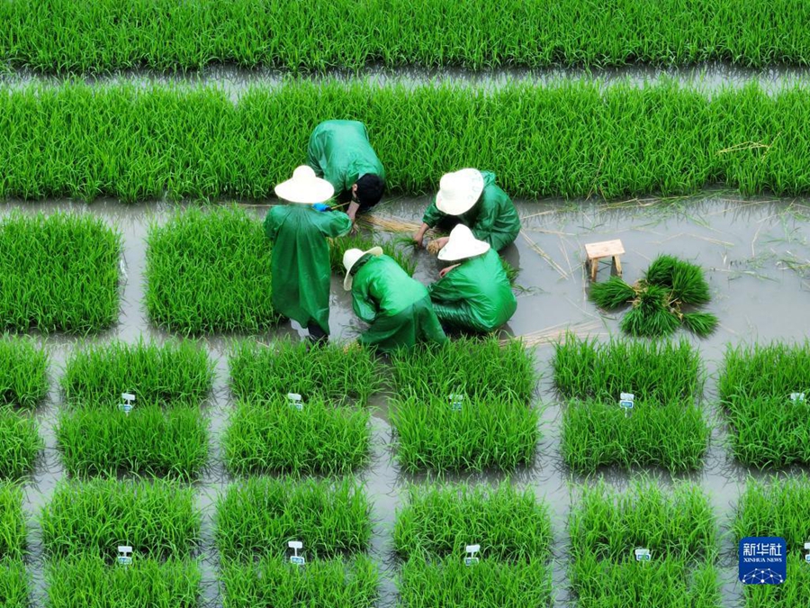 Pada 5 Jun, petani bekerja di ladang eksperimen Institut Sains Pertanian Yangzhou di daerah Lixiahe, provinsi Jiangsu. (foto: Meng Delong/Xinhua)