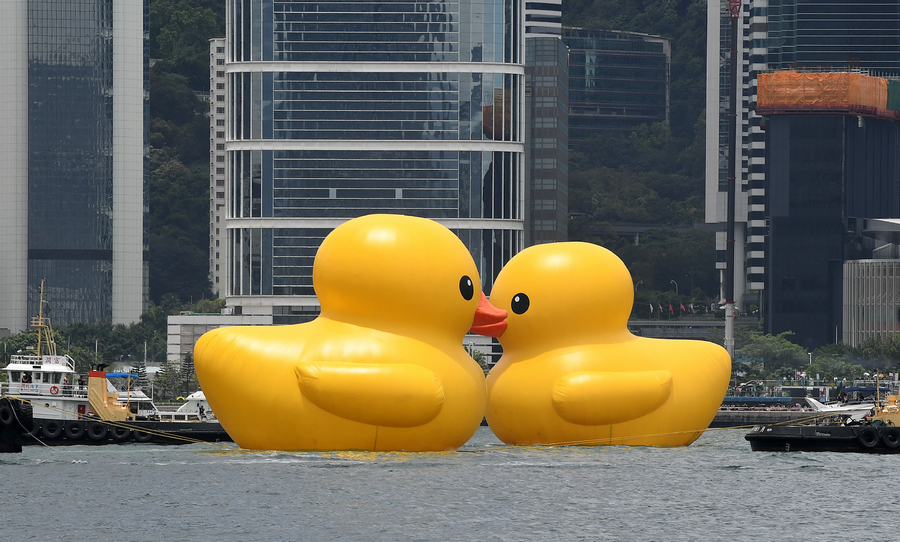 Sepasang itik getah kuning gergasi dilihat di Pelabuhan Victoria di Hong Kong, selatan China, pada 9 Jun 2023. (foto: Xinhua)