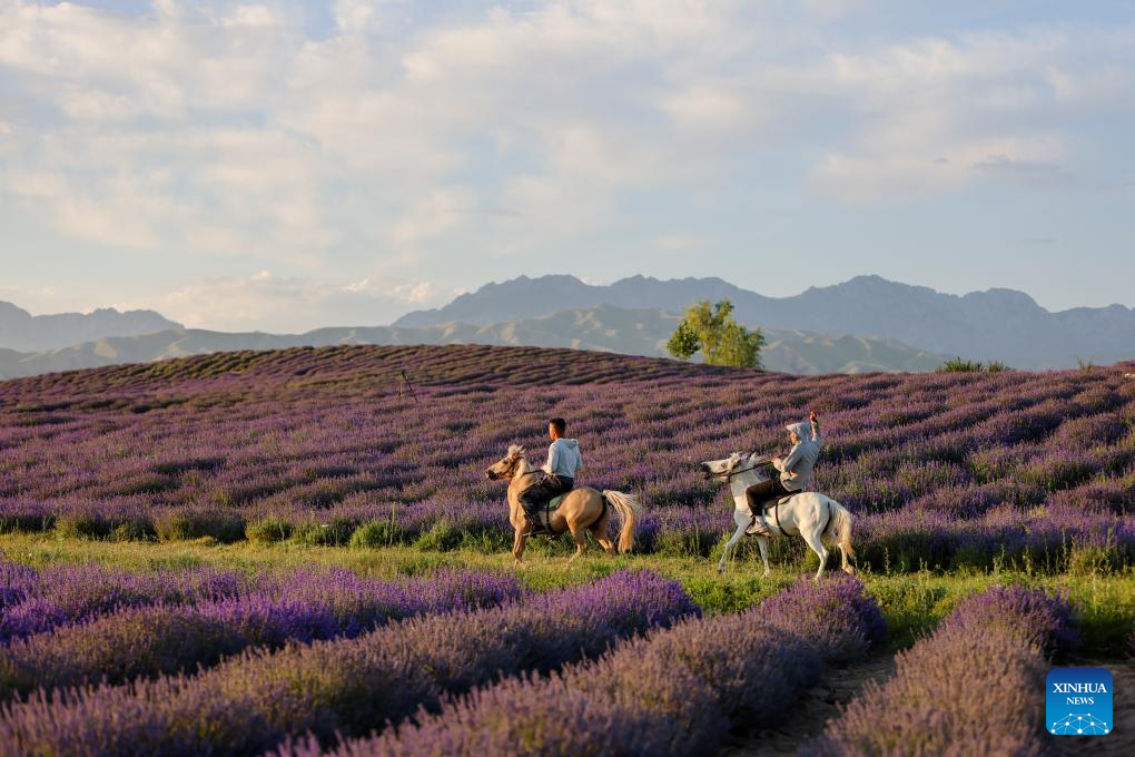 Penanaman Lavender Rancakkan Pelancongan di Barat Laut China