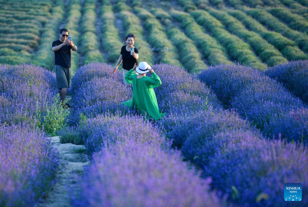 Penanaman Lavender Rancakkan Pelancongan di Barat Laut China