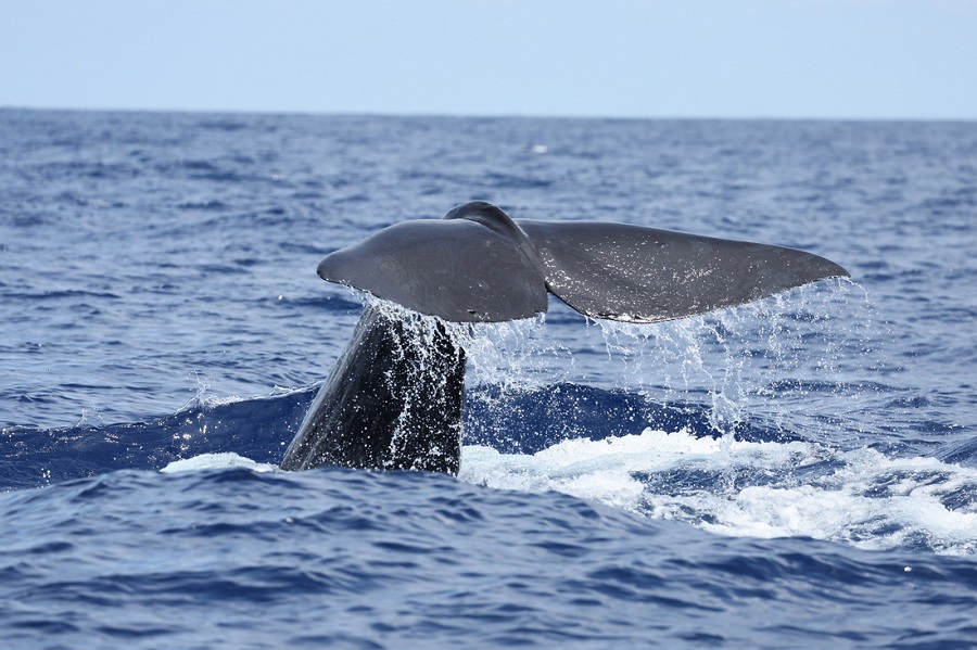 Paus sperma dilihat di perairan Laut China Selatan pada 27 Jun. (Foto/Xinhua)