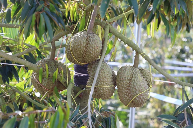 Durian Hainan Masak