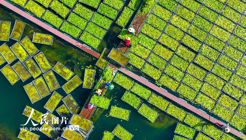 Staf Pulau Terapung Ekologi Sibuk Bercucuk Tanam