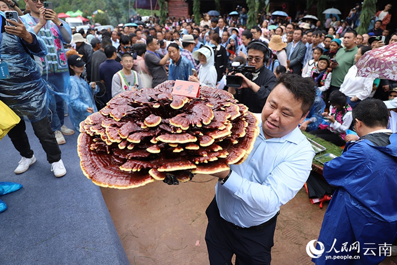 Cendawan Ganoderma Gergasi Ditemui di Yunnan