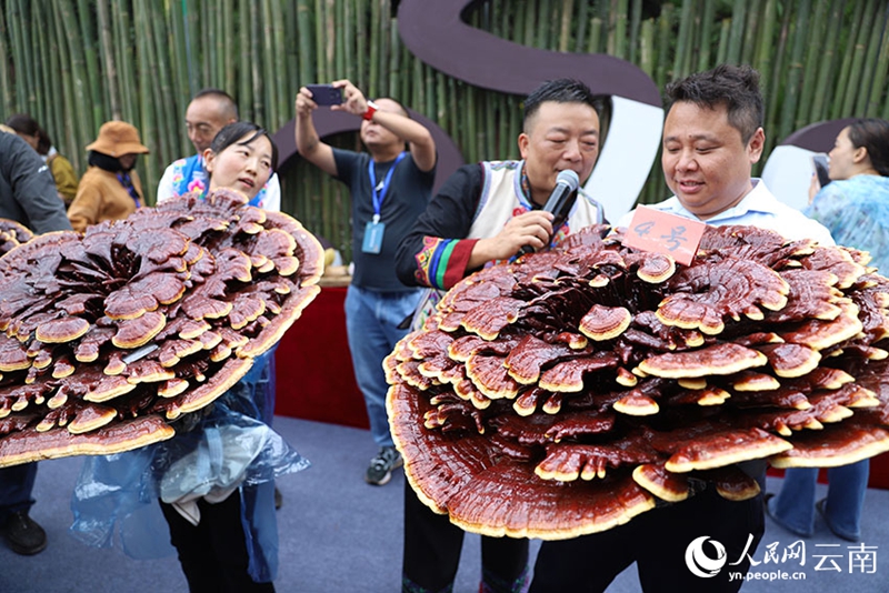 Cendawan Ganoderma Gergasi Ditemui di Yunnan