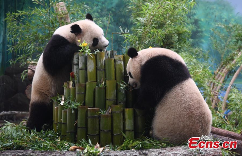 Panda Gergasi Baharu Jumpa Orang Ramai di Hangzhou