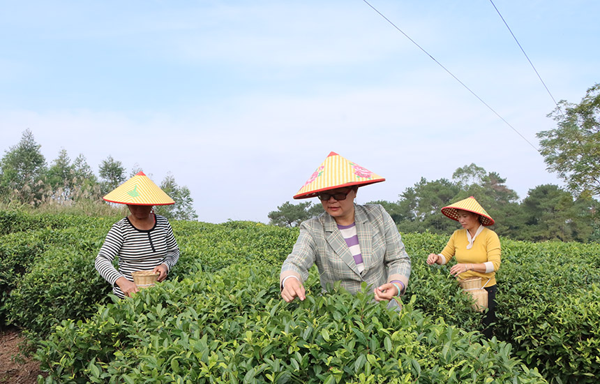 Perkampungan Guangxi Jana Kekayaan dengan Teh