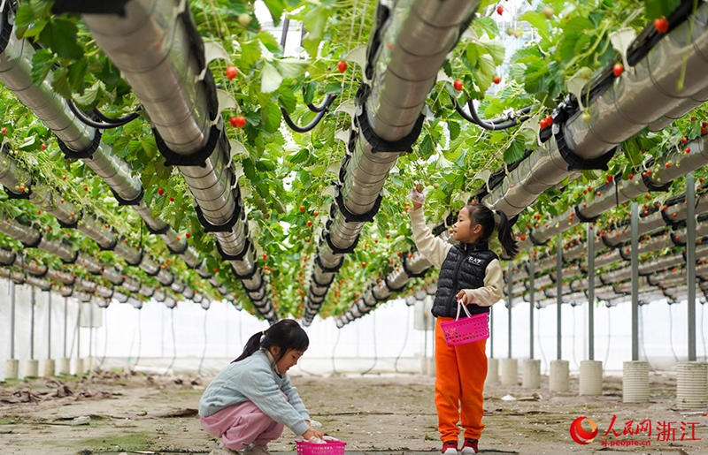 Kebun Strawberi Tergantung Jadi Tarikan