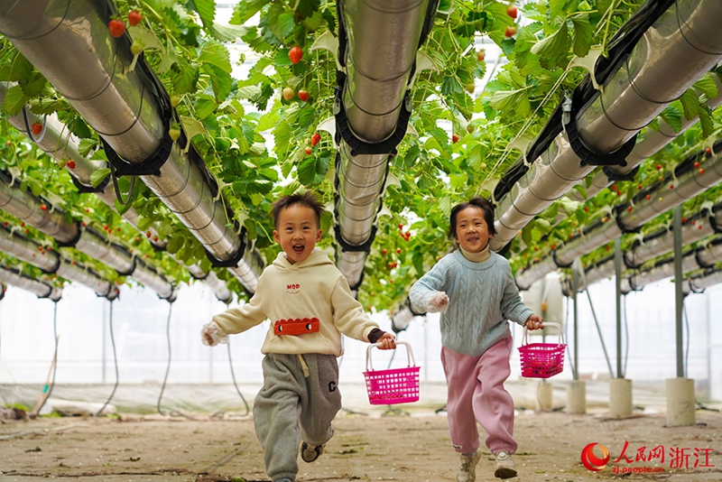 Kebun Strawberi Tergantung Jadi Tarikan