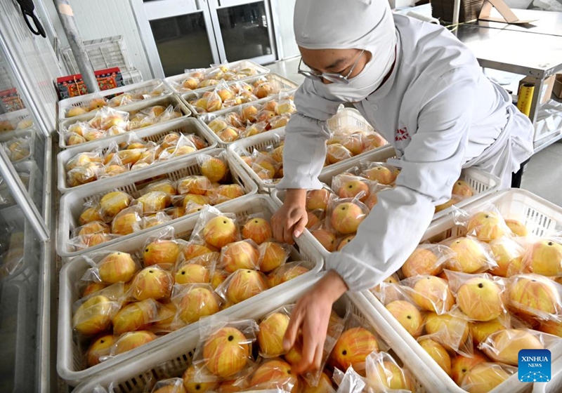 Foto ini memperlihatkan seorang kakitangan mengisih produk berasaskan tepung di sebuah syarikat makanan di Weihai, provinsi Shandong, timur China, 4 Januari 2024. (Xinhua/Li Ziheng)