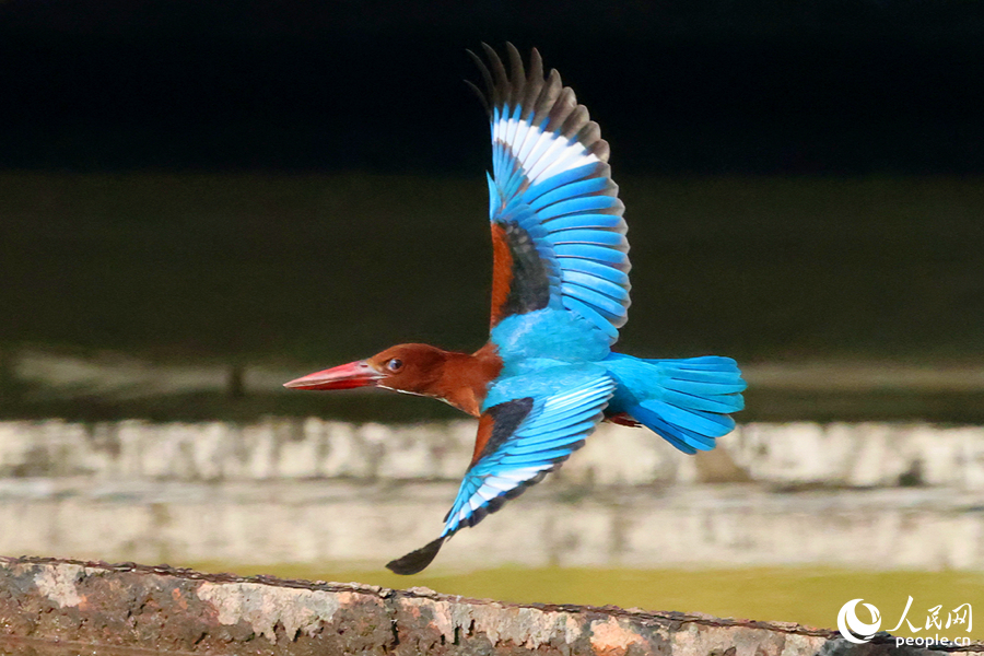 Burung Raja Udang Berleher Putih Dilihat di Xiamen