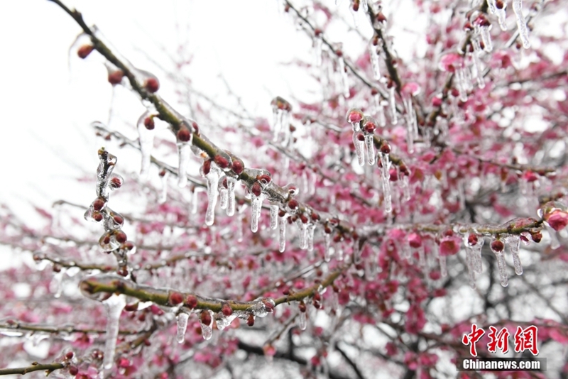 Bunga di Hangzhou Berbaju Ais Dibawa Cuaca Sejuk