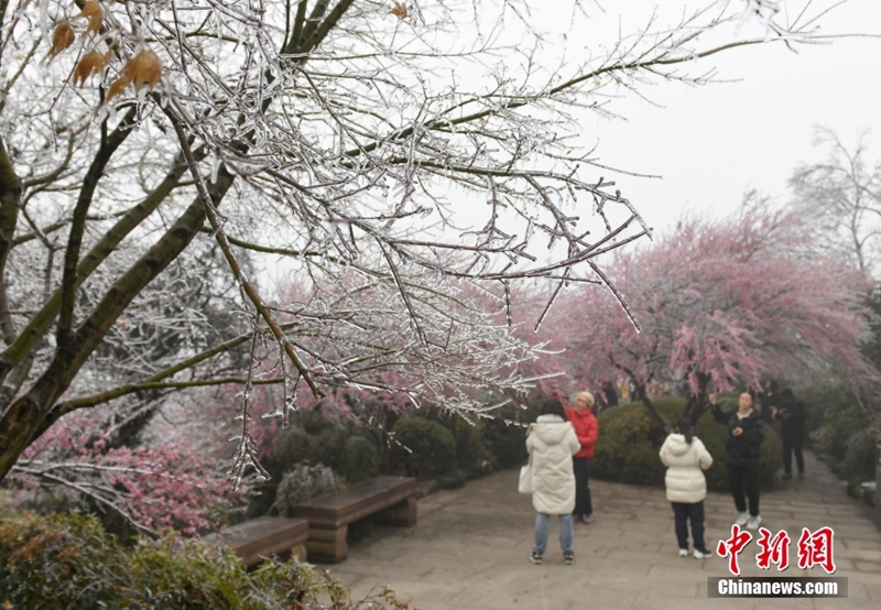 Bunga di Hangzhou Berbaju Ais Dibawa Cuaca Sejuk