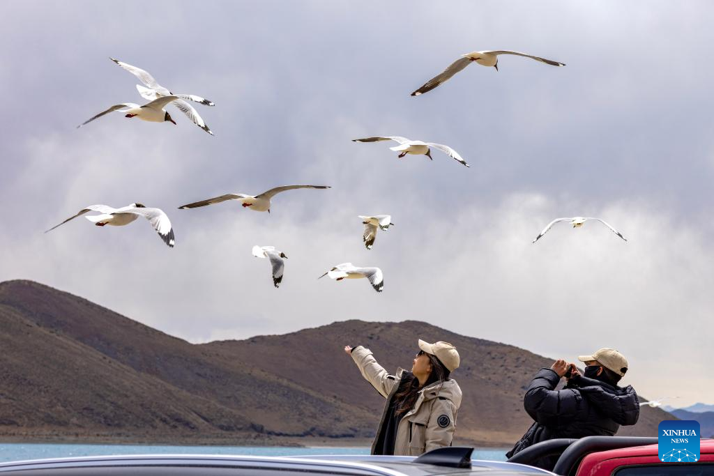 Gambar para pelancong sedang memberi makan kepada burung camar berkepala coklat yang diambil pada 5 April 2024, di Tasik Yumco Yamzbog di Wilayah Autonomi Xizang, barat daya China. (Xinhua/Jiang Fan)