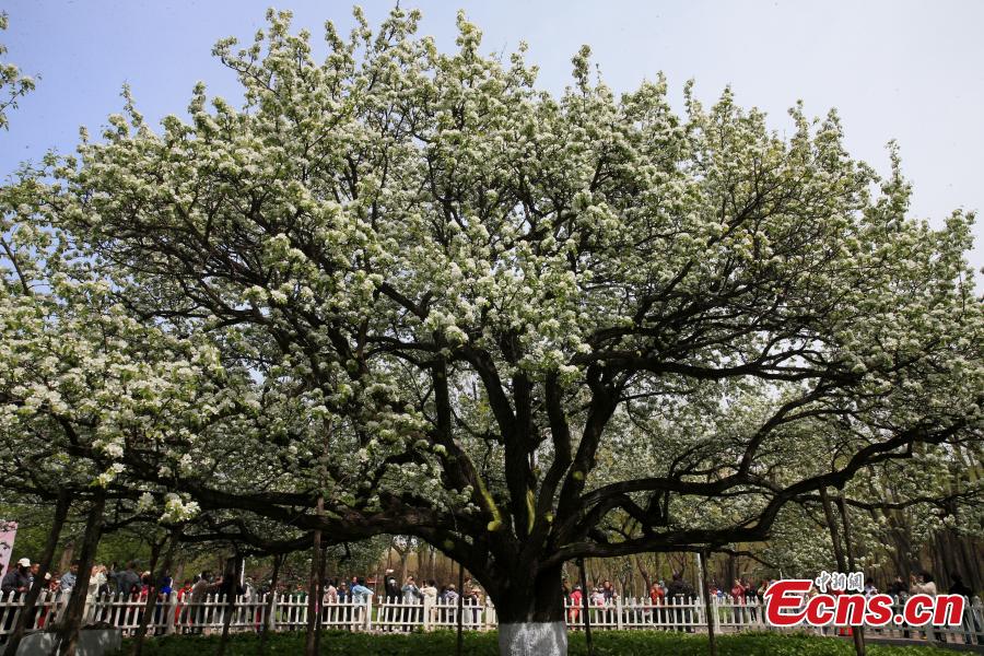 Pokok Pir Berusia 138 Tahun Berbunga Penuh di Timur Laut China