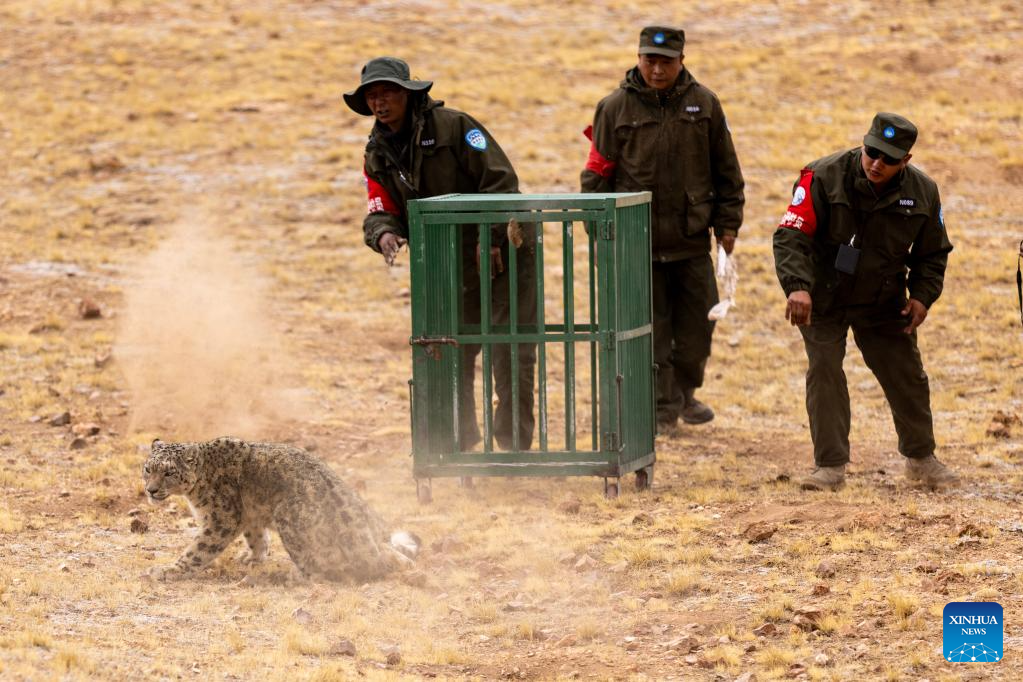 Pihak terlibat melepaskan harimau bintang salji di Simpanan Alam Semula Jadi Kebangsaan Changtang, di Wilayah Autonomi Xizang, barat daya China pada 7 Mei 2024. (Xinhua/Jiang Fan)