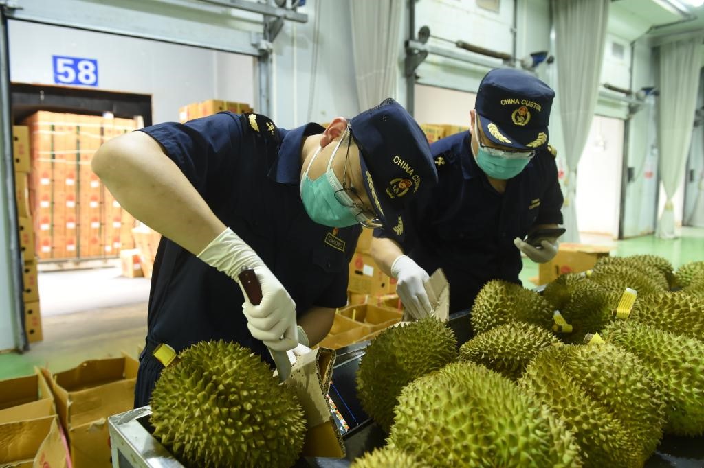 Pegawai kastam sedang memeriksa durian yang diimport dari Thailand. (Foto/Xinhua)