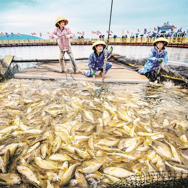 Penternak menangkap ikan gelama kuning di Guanjingyang, Ningde, provinsi Fujian. (Foto ihsan pusat media bersepadu daerah Jiaocheng)