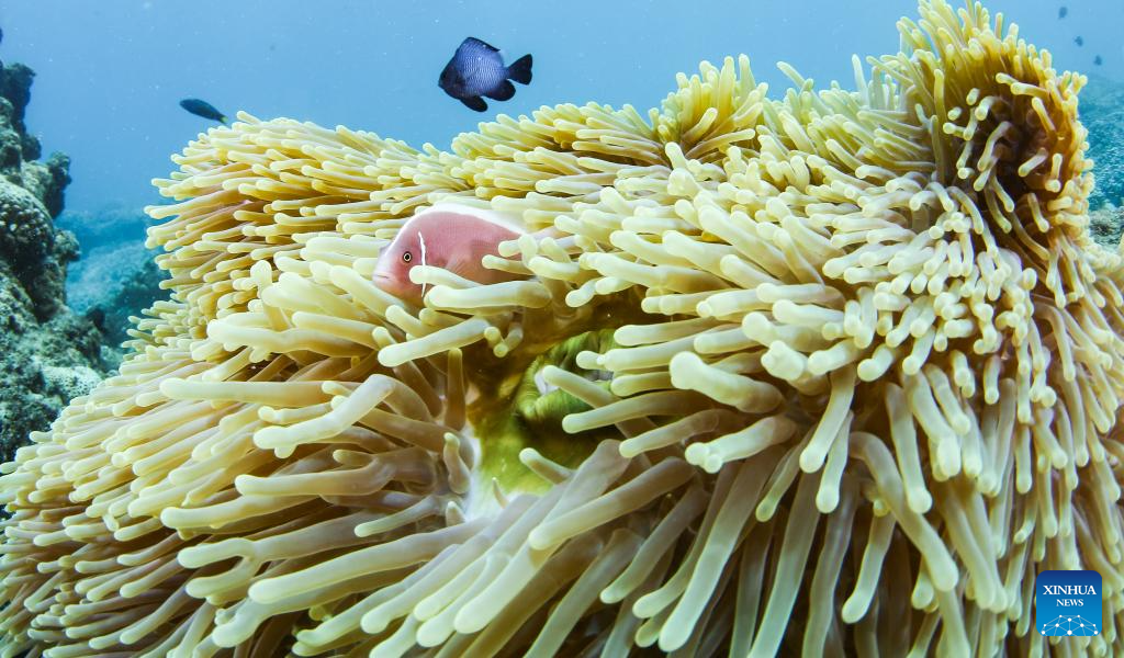 Ladang Laut Pulau Wuzhizhou di Sanya, Hainan