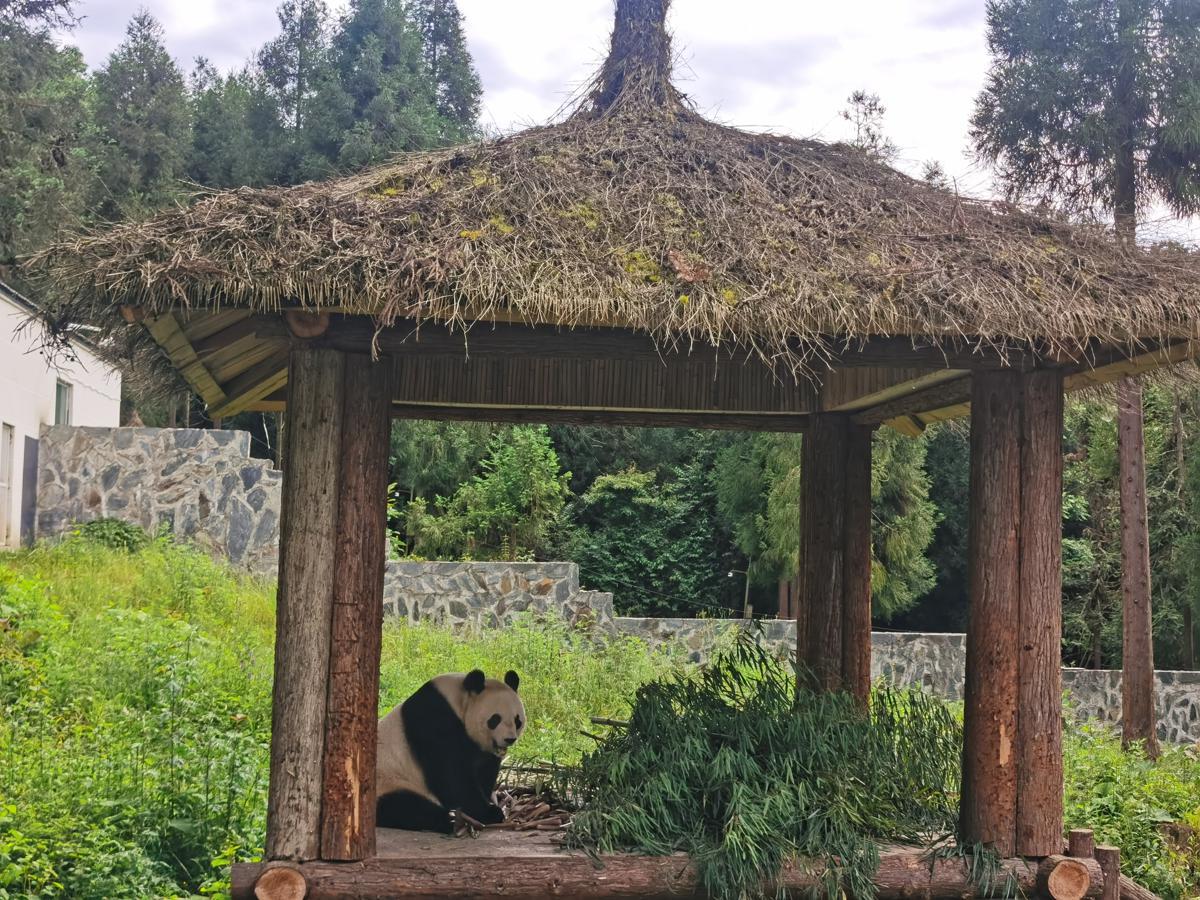 Panda kurungan di Ya’an, provinsi Sichuan. (Foto oleh Huang Zhiling/China Daily)