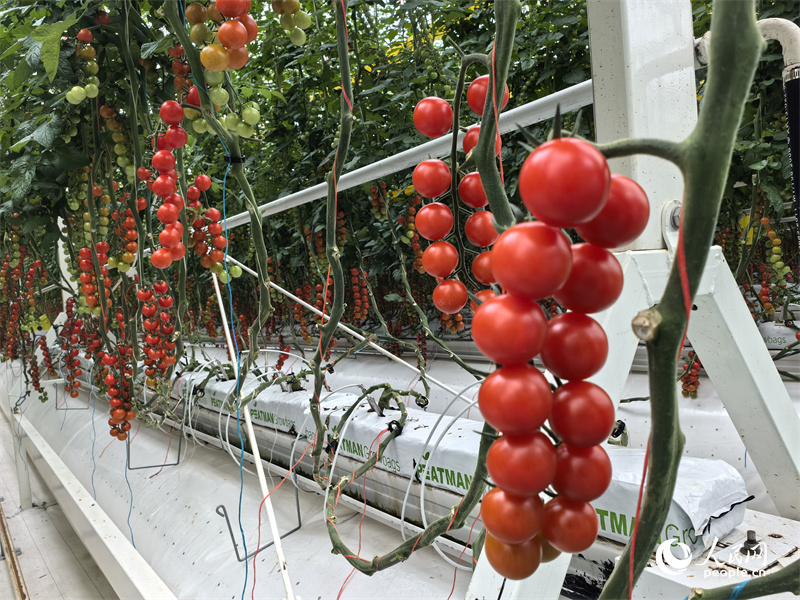 Tomato keluaran Taman Pertanian Pintar Runtai. (People’s Daily Online/Chen Xinhui)