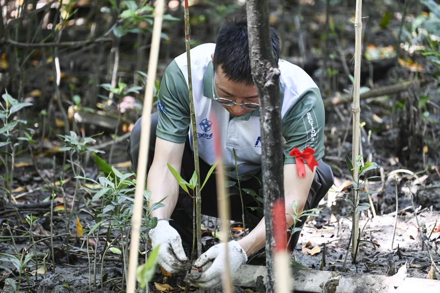 Seorang kakitangan syarikat China menanam anak pokok bakau di Selangor, Malaysia, 15 Ogos 2024. (Xinhua/Cheng Yiheng)