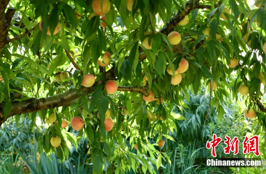 Foto pokok pic di sebuah dusun di daerah Fenghua di bandar Ningbo, Provinsi Zhejiang, timur China. (Foto/Yu Yafei)