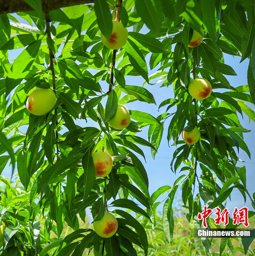 Foto pokok pic di sebuah dusun di daerah Fenghua di bandar Ningbo, Provinsi Zhejiang, timur China. (Foto/Zhou Wenjuan)