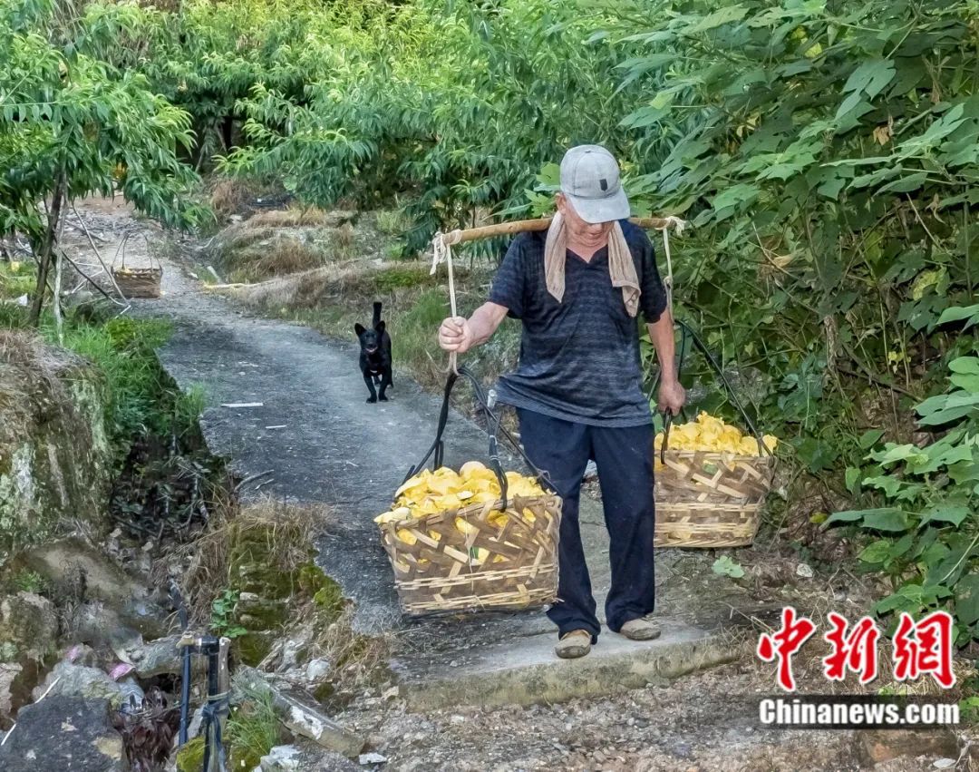 Seorang penduduk kampung mengandar dua bakul pic di sebuah dusun di daerah Fenghua di bandar Ningbo, Provinsi Zhejiang, timur China. (Foto/Xia Guoliang)