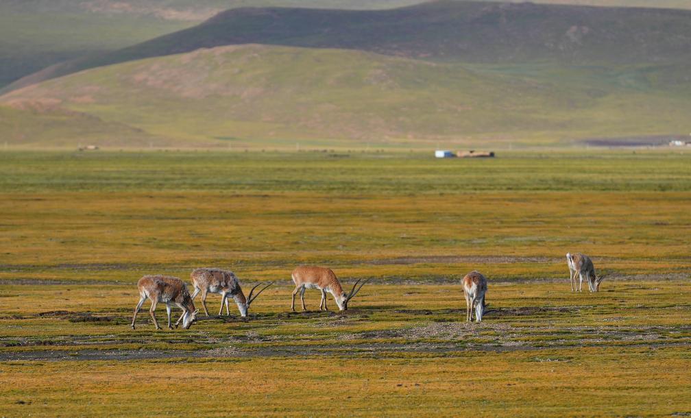 Antelop Tibet sedang meragut rumput di Rizab alam semula jadi negara Serling Tso di Bandar Nagqu, Wilayah Autonomi Xizang barat daya China, 26 Ogos 2024. (Xinhua/Zhang Rufeng)