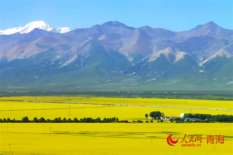 Ladang biji sesawi menyelimuti Kauni Autonomi Menyuan Hui, Wilayah Autonomi Tibet Haibei, Provinsi Qinghai, di barat laut China. (People’s Daily Online/Zhang Liping)