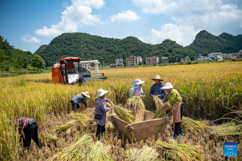 Petani membanting padi selepas menuai di Kampung Poxian, Kaunti Guangnan, Kawasan Autonomi Wenshan Zhuang dan Miao di Provinsi Yunnan pada 7 September 2024. (Foto Xiong Pingxiang/Xinhua)