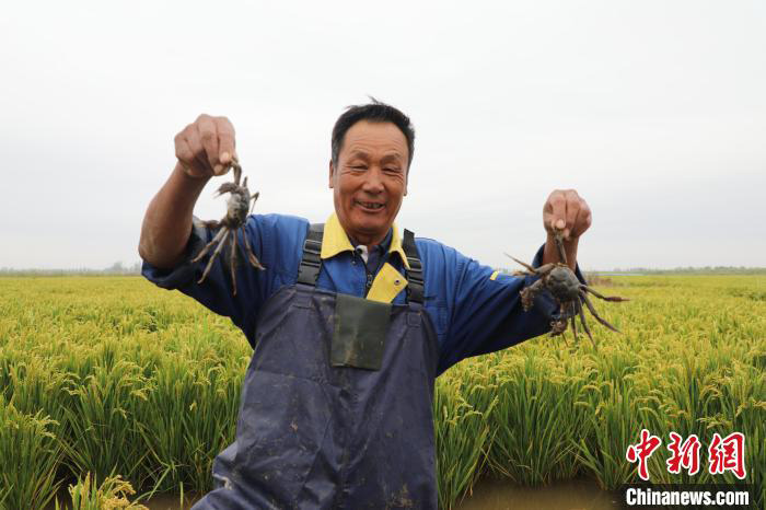 Kakitangan menunjukkan ketam sawah yang ditangkap. (China News Service/Liu Yanling)