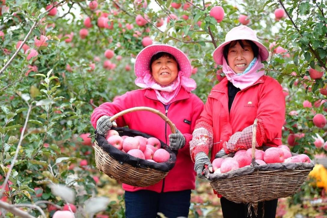 Petani menuai epal di kampung Luoyang, kaunti Luochuan, Yan’an, Provinsi Shaanxi. (People’s Daily Online/Feng Xuefeng)