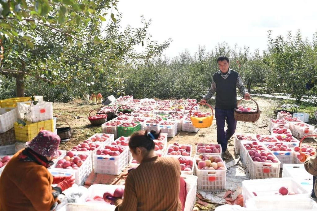 Petani menuai epal di kampung Luoyang, kaunti Luochuan, Yan’an, Provinsi Shaanxi. (People’s Daily Online/Feng Xuefeng)